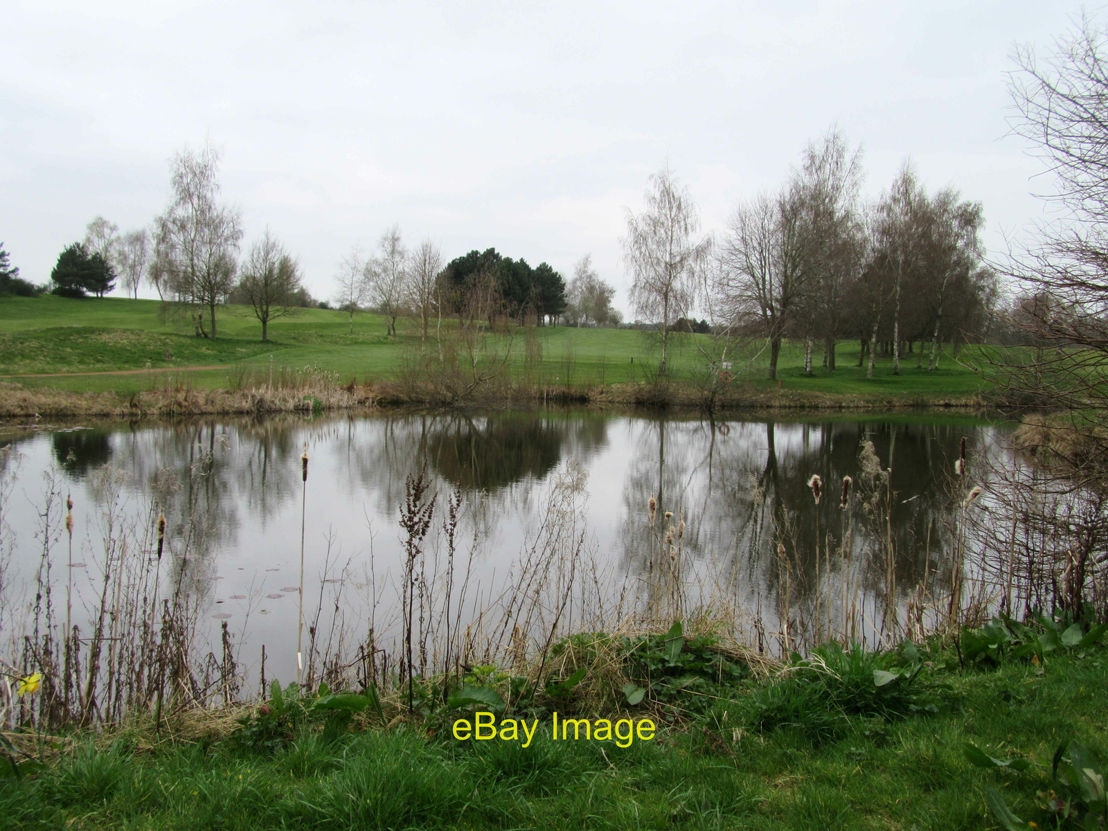 Photo 12x8 Resting place of lost golf balls Whitegate Pond on Vale Royal g c2021 Photo 12x8 Resting place of lost golf balls Whitegate Pond on Vale Royal g c2021