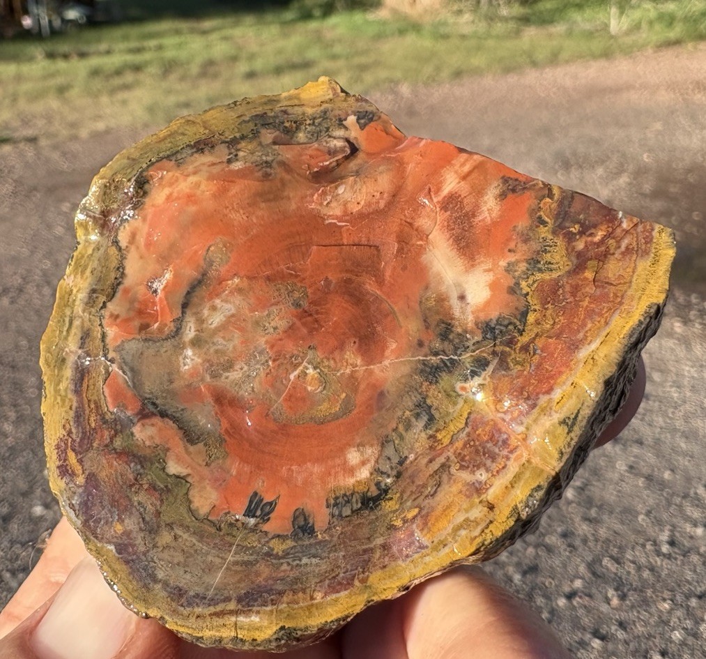 ☘️RR⛏️: Top Quality Arizona Rainbow Petrified Wood, 6.5 Oz. 🌈 ☘️RR⛏️: Top Quality Arizona Rainbow Petrified Wood, 6.5 Oz. 🌈