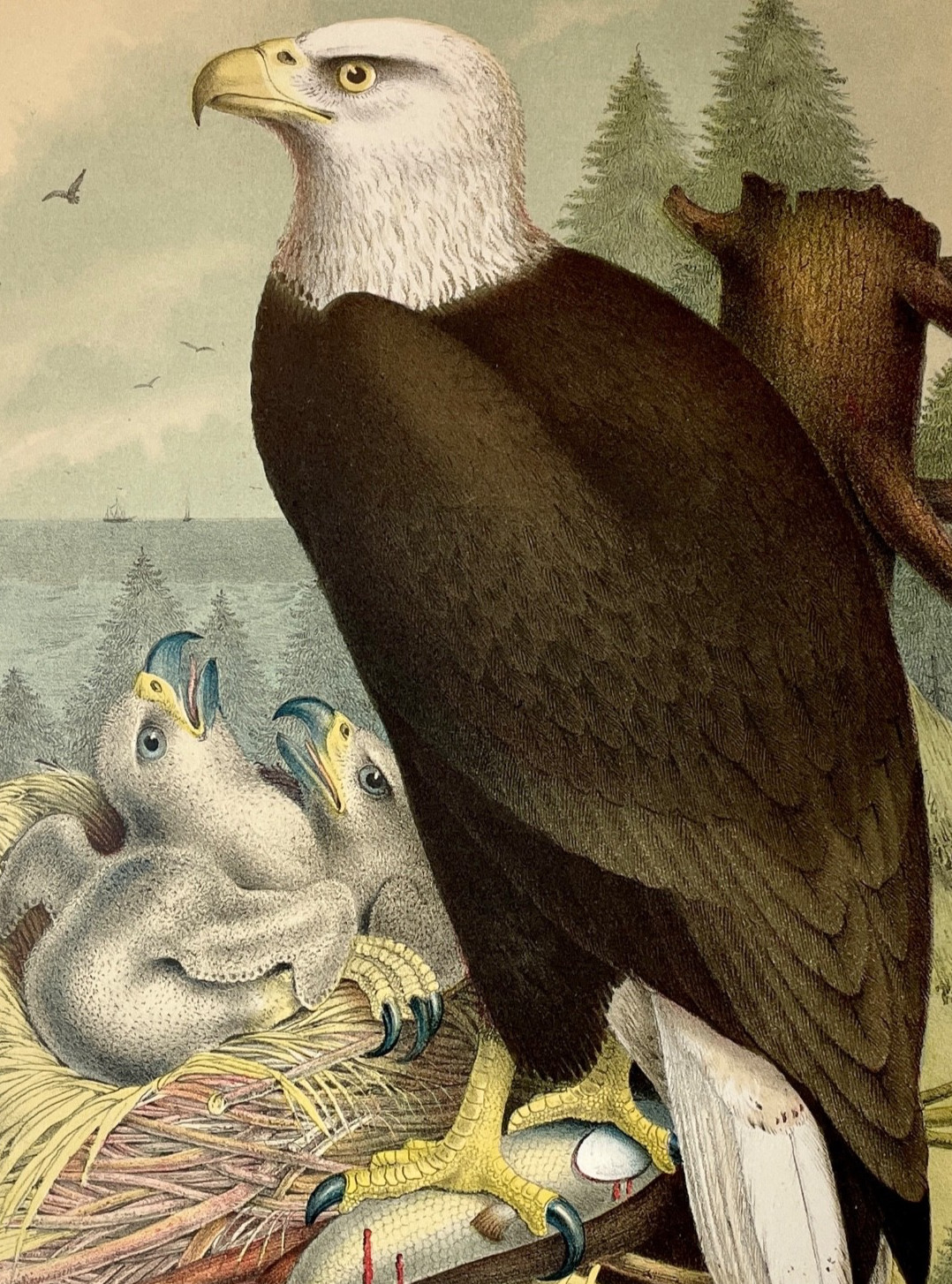 Chromolithograph Antique Print 1881 American Bald Eagle Patriotic Decor Studer