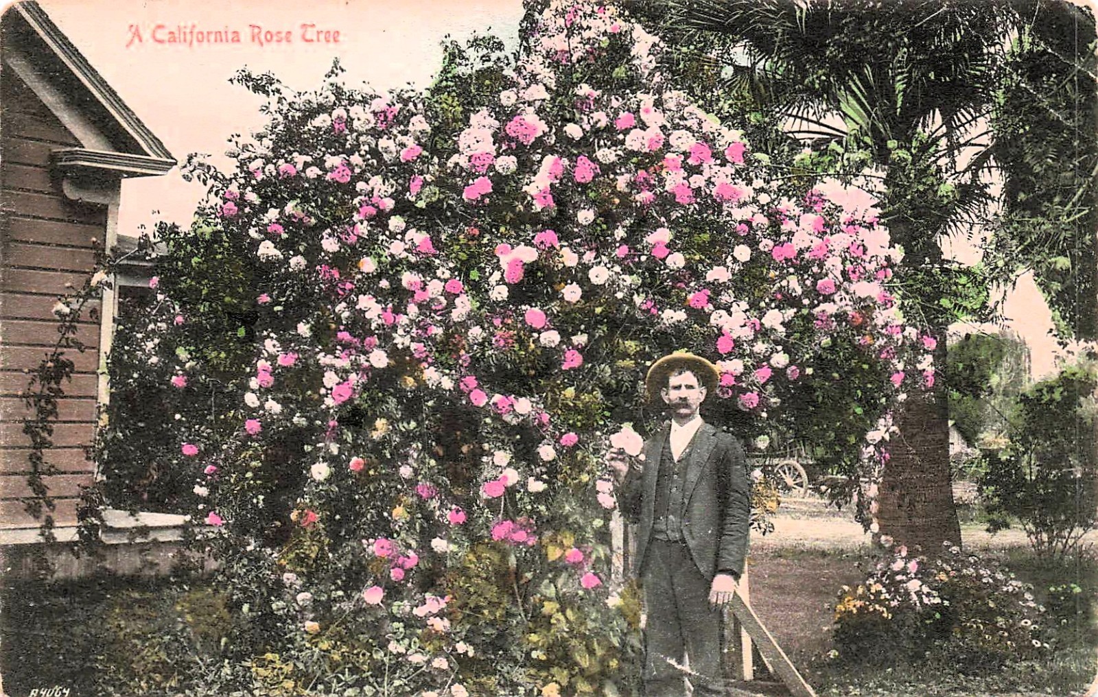 Los Angeles California Wild Rose Tree Early 1900s Vtg Postcard H49