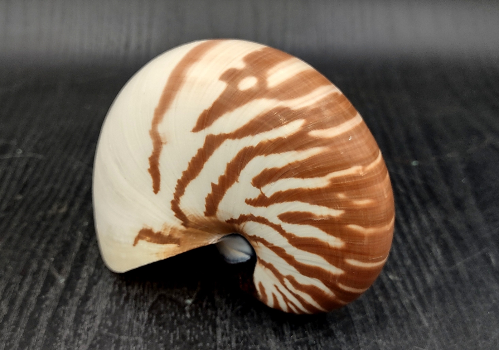 Natural Nautilus Seashell Nautilus Pompilius (1 shell approx. 4+ inches)