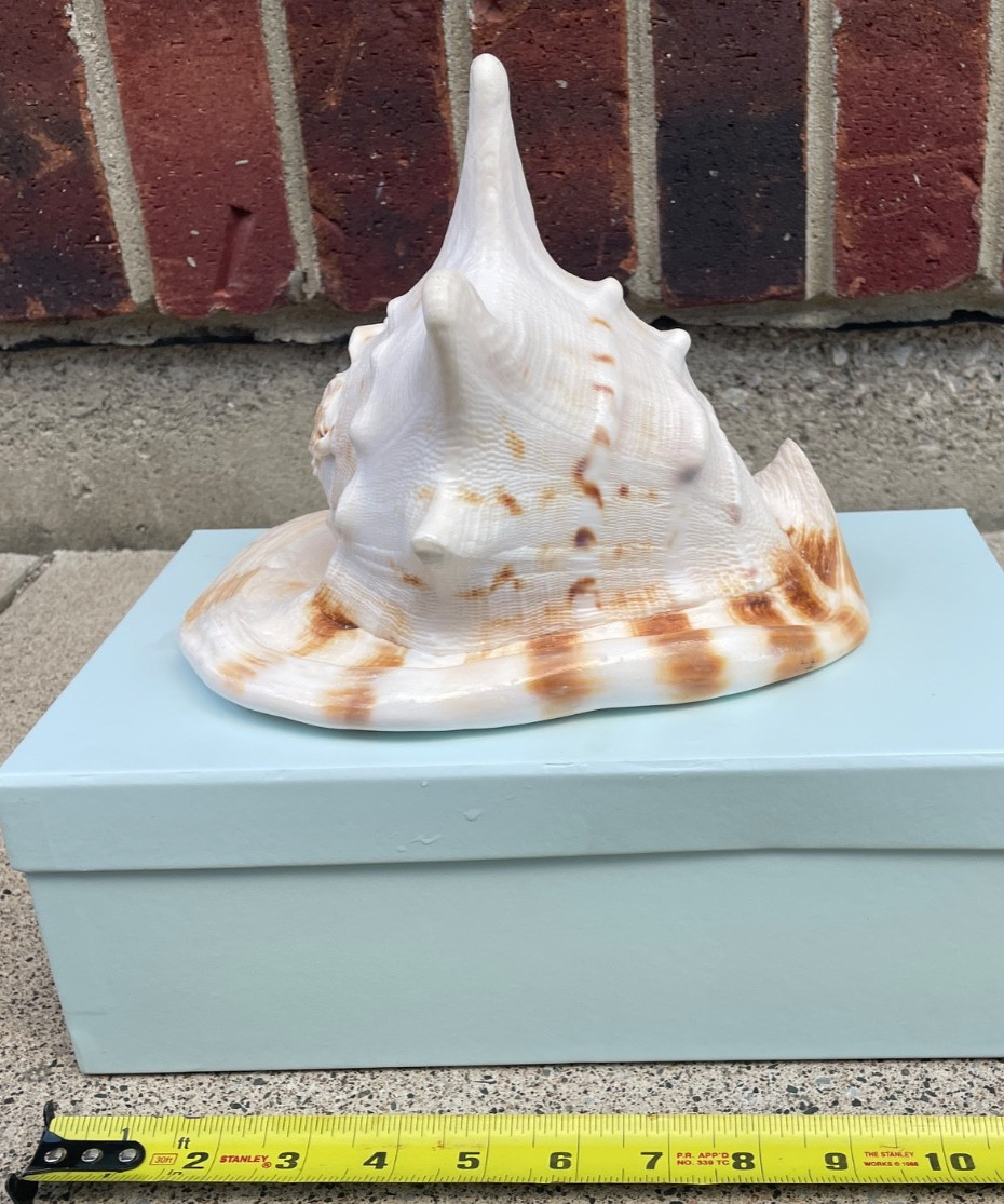 Extra Large Conch Shell – Natural Seashell Coastal Beach Decor