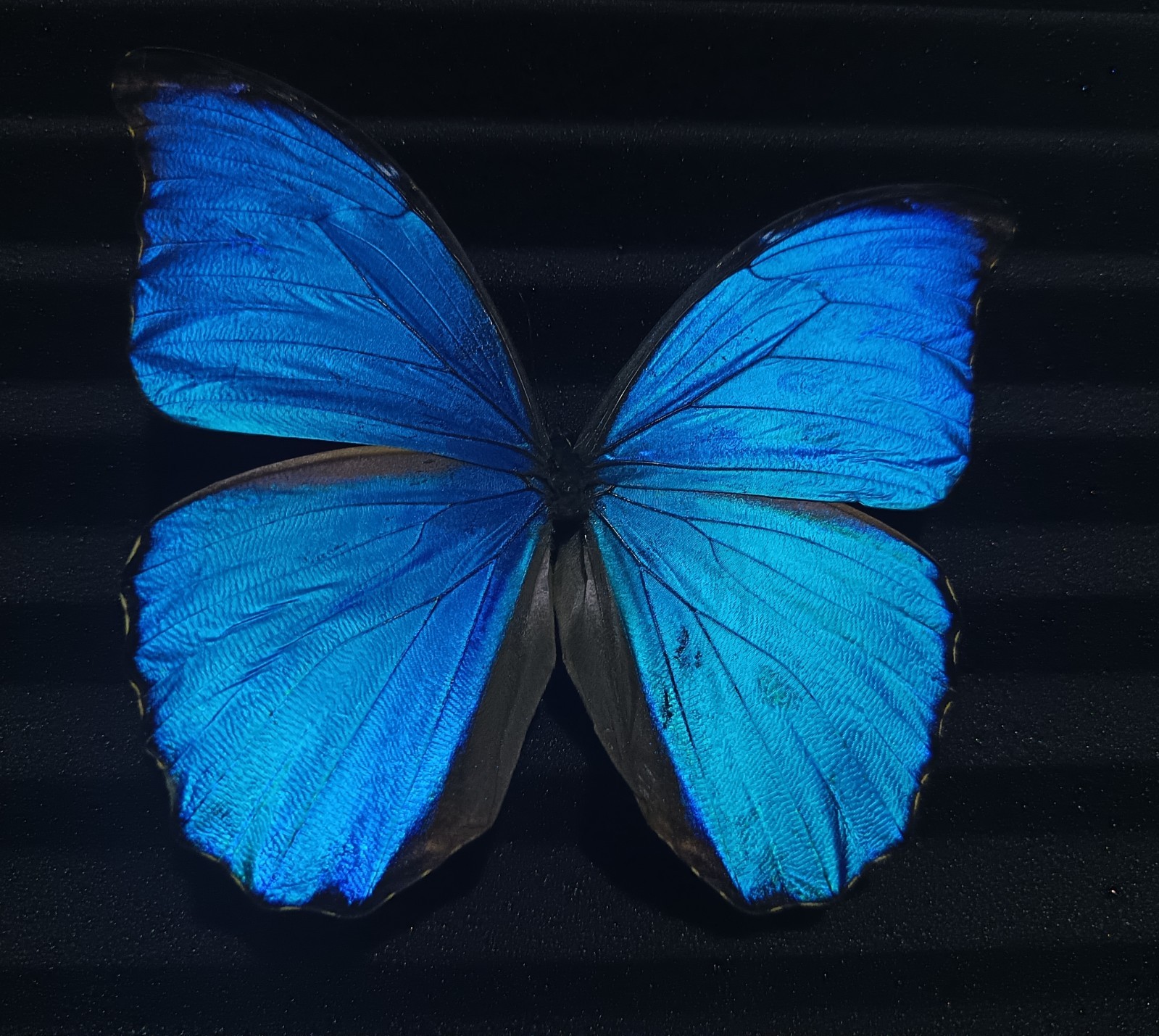 Morpho didius - Blue butterflies Closed wings A1 (10 Specimens with closed wings