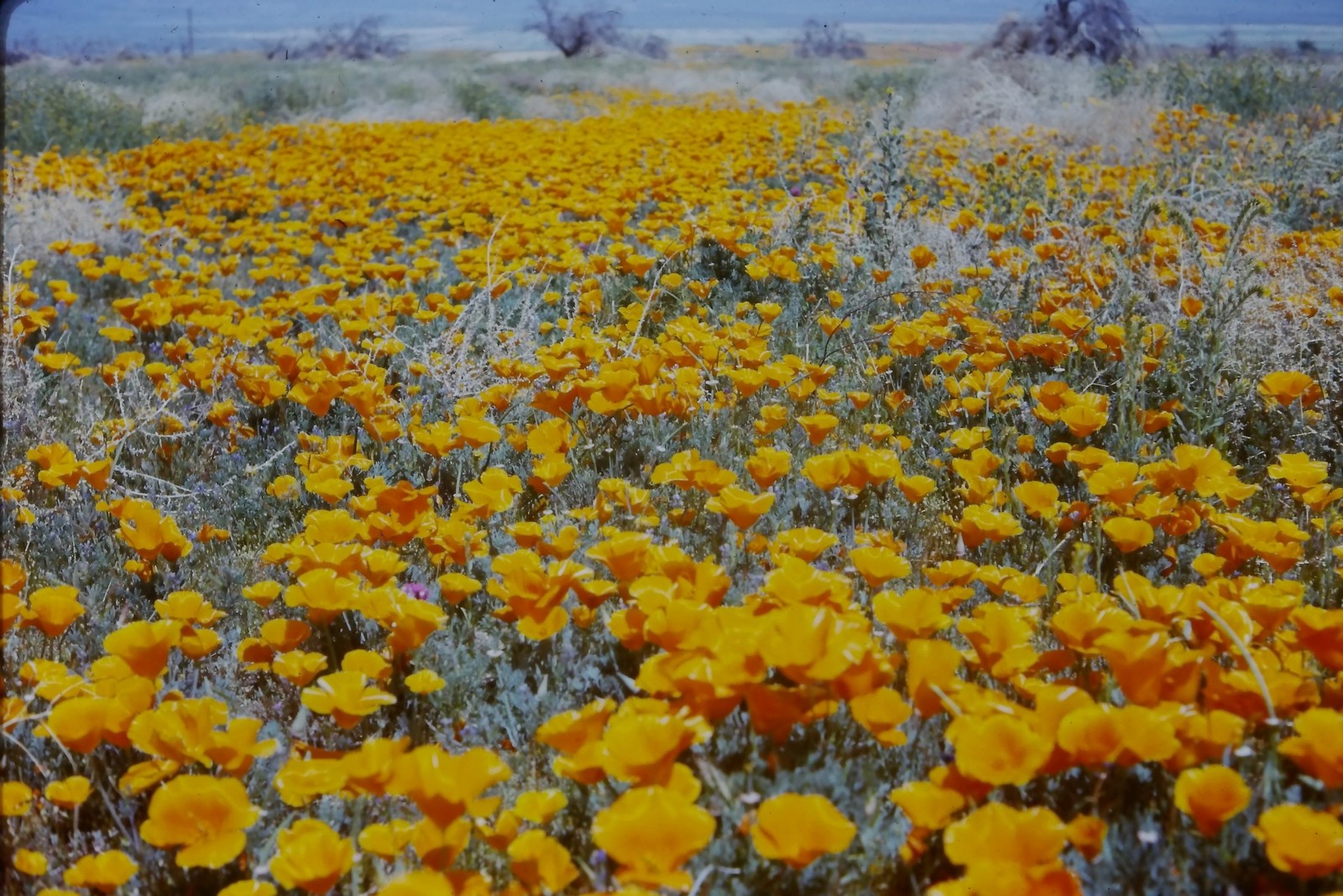 c1960's Kodachrome 35mm Slide, California Poppy Wildflower Field Desert orange c1960's Kodachrome 35mm Slide, California Poppy Wildflower Field Desert orange
