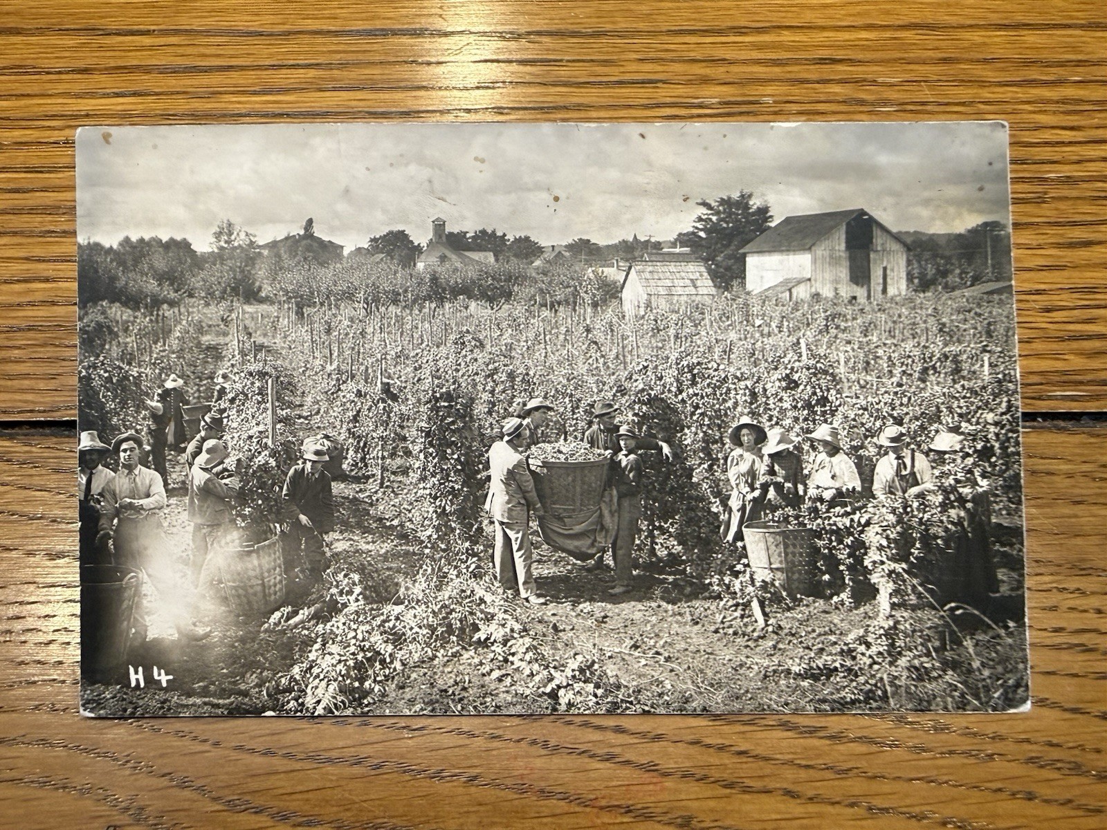 1912 OREGON Hop Farm and Hop House RPPC, Patton H4, Marion County? OR Postcard 1912 OREGON Hop Farm and Hop House RPPC, Patton H4, Marion County? OR Postcard