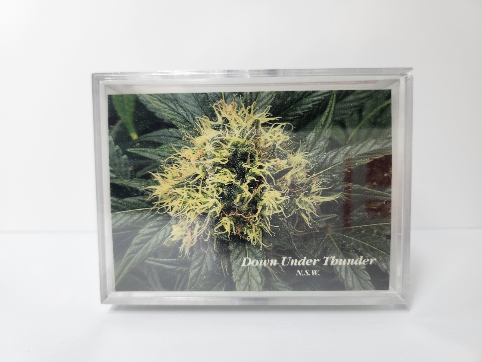 1996 InLine Hemp Cards Serial Numbered The Marijuana Stories Factory Sealed Set 1996 InLine Hemp Cards Serial Numbered The Marijuana Stories Factory Sealed Set