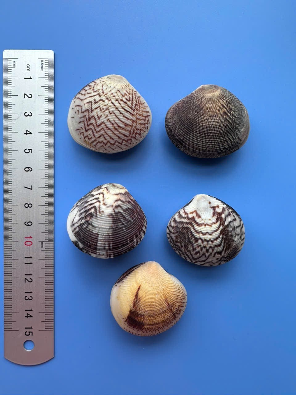 Set of 5 Bivalves| Gafrarium aequivocum| Very NICE pattern Set of 5 Bivalves| Gafrarium aequivocum| Very NICE pattern
