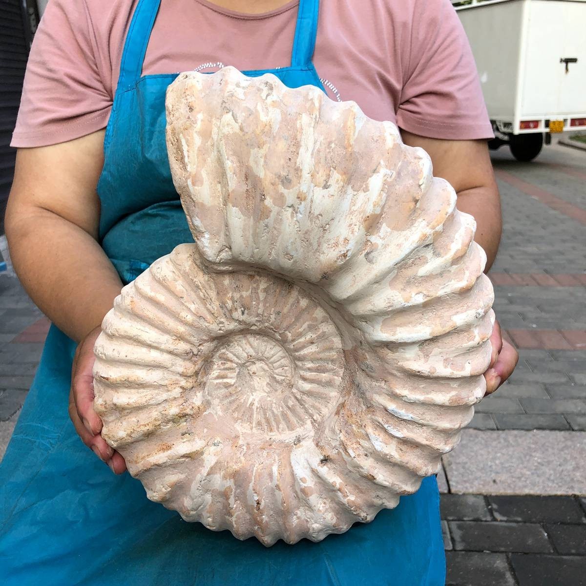 23.8LB Large Natural Beautiful Ammonite Fossil Conch Crystal Specimen Healing