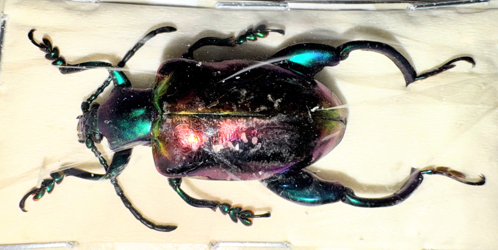 Chrysomelidae Sagra buqueti LARGE FEMALE - 25-26mm A1 from MALAYSIA - #1861