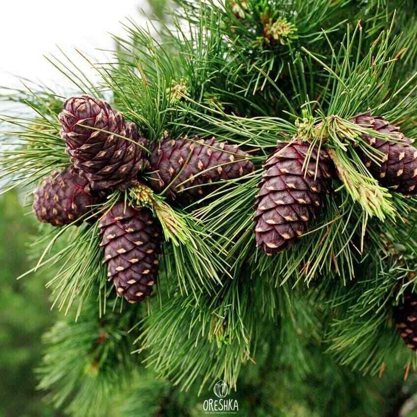 Cedar sibirica 20 PCS fresh seeds for planting from Syberia, Pinus sibirica seed Cedar sibirica 20 PCS fresh seeds for planting from Syberia, Pinus sibirica seed