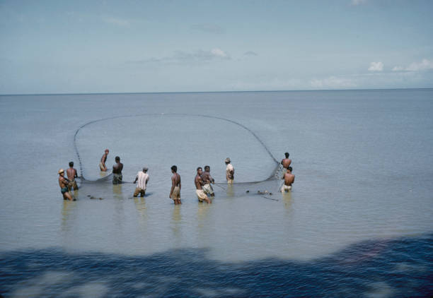 Seine Fishing In Trinidad Fishermen use a seine net to catch fish - 1960 Photo