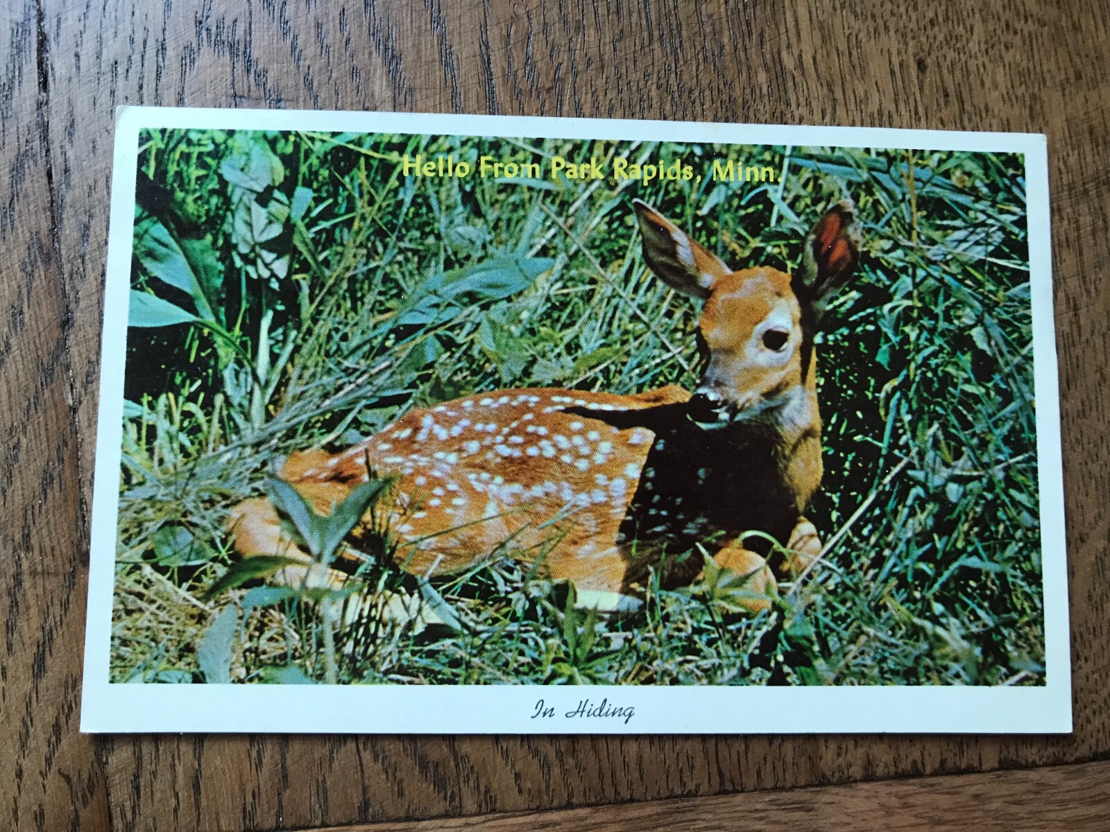 Hello from Park Rapids Minnesota Greetings Deer Scene Postcard