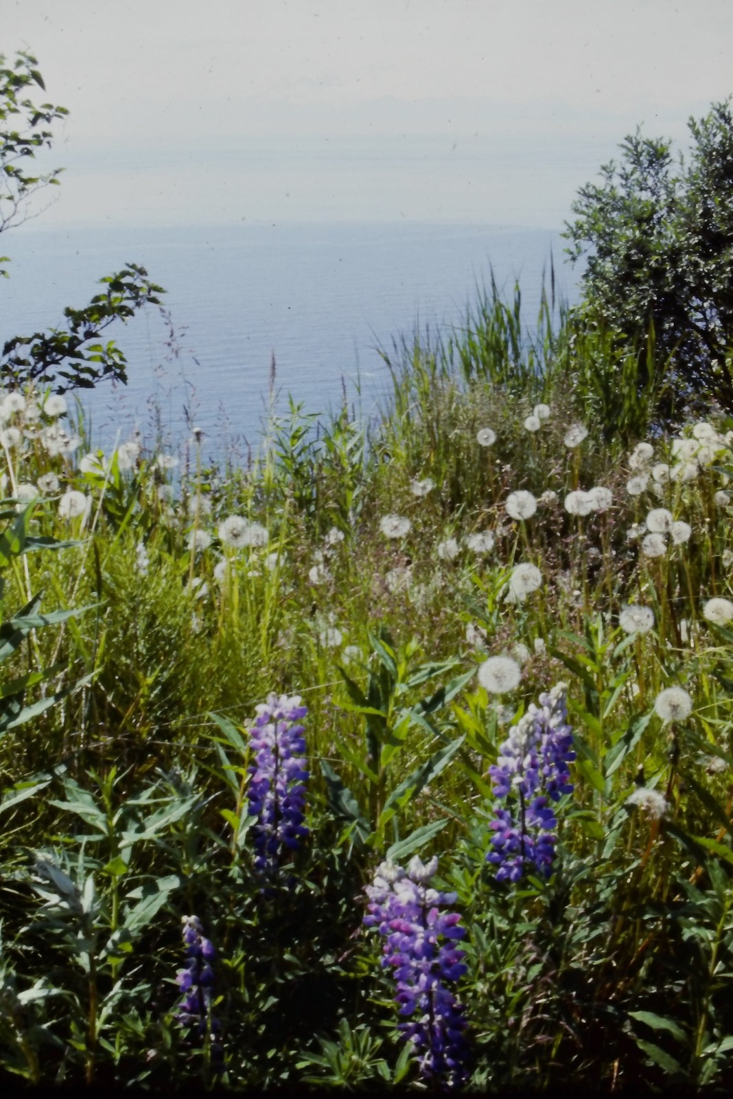 c1960's Kodachrome 35mm Slide, Wildflowers Lupine Dandelions Coastal View Water
