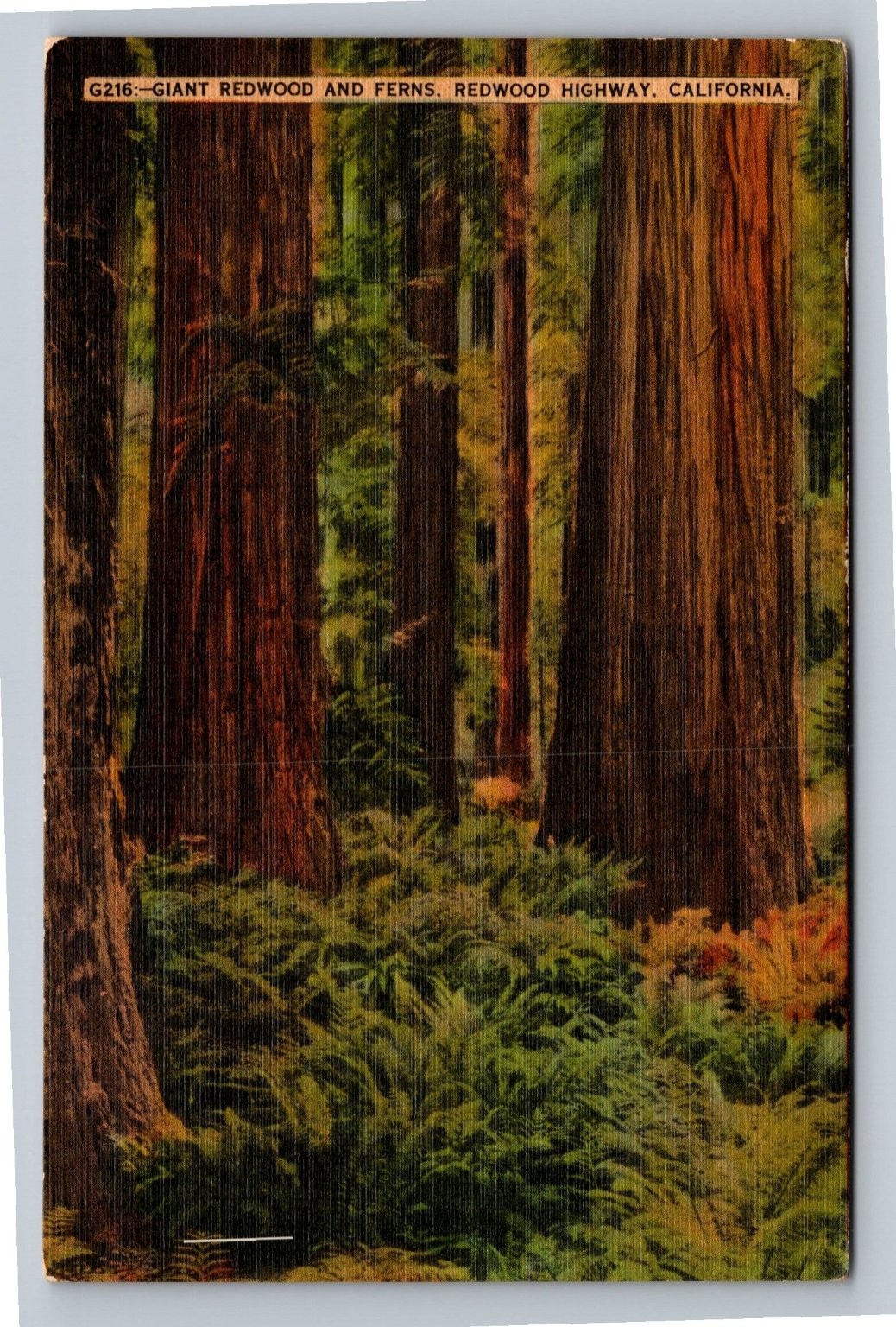 1941 Giant Redwood & Ferns Redwood Highway California Postcard Posted 1941 Giant Redwood & Ferns Redwood Highway California Postcard Posted