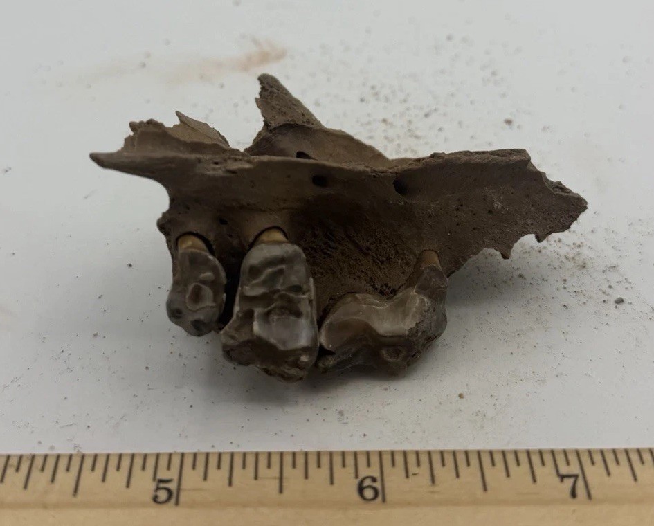 Crocuta crocuta spelaea SKULL TEETH 3” Cave Hyena 10,000++ Yrs Old CH CH308