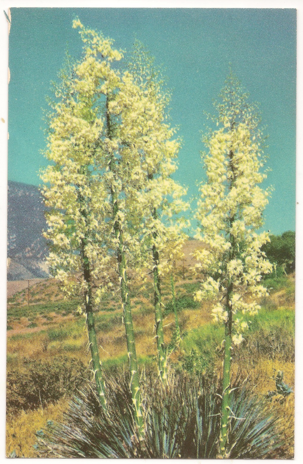 Yucca Plant in Bloom (\ Yucca Plant in Bloom (\