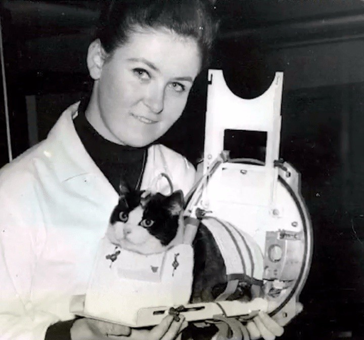 Félicette, the first and only cat to travel to space and survive the flight. Félicette, the first and only cat to travel to space and survive the flight.