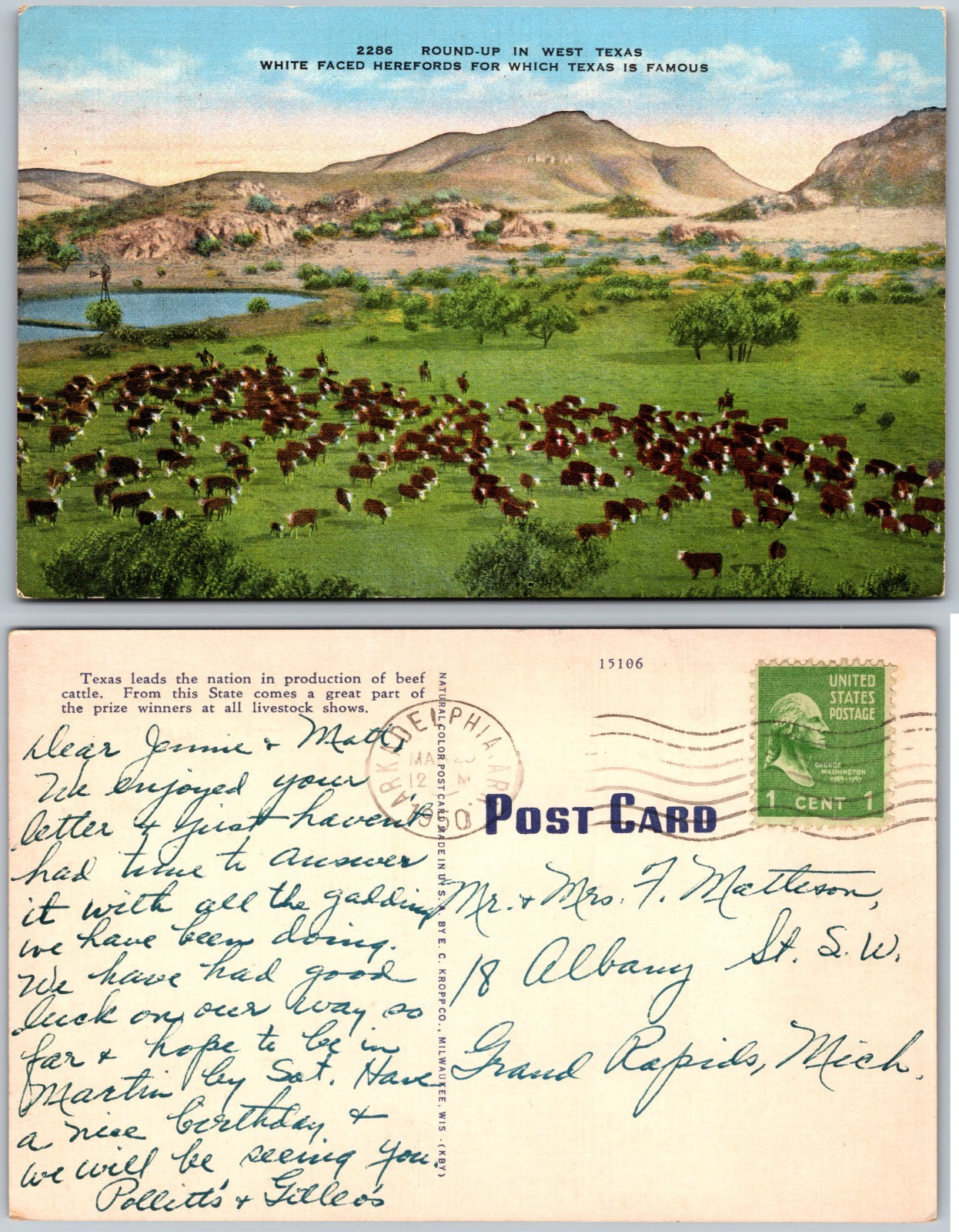 Roundup In West Texas White Faced Herefords Postcard