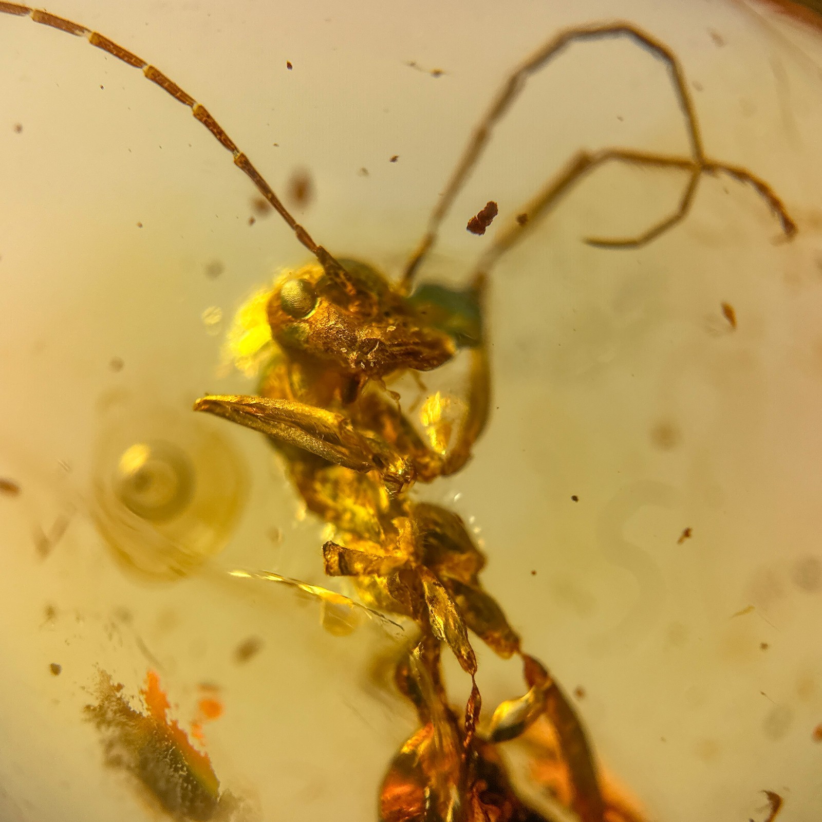 ANT in Burmese / Burmite amber fossil / 100% genuine