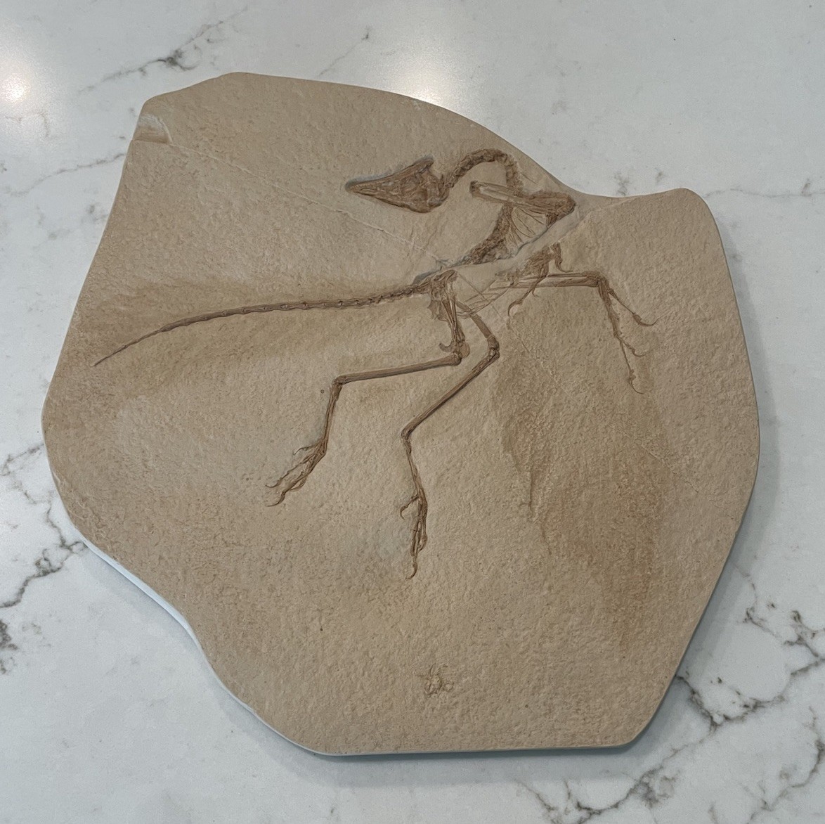 Archaeopteryx Lithographica Fossil Cast Solnhofen Jurassic Germany Replica