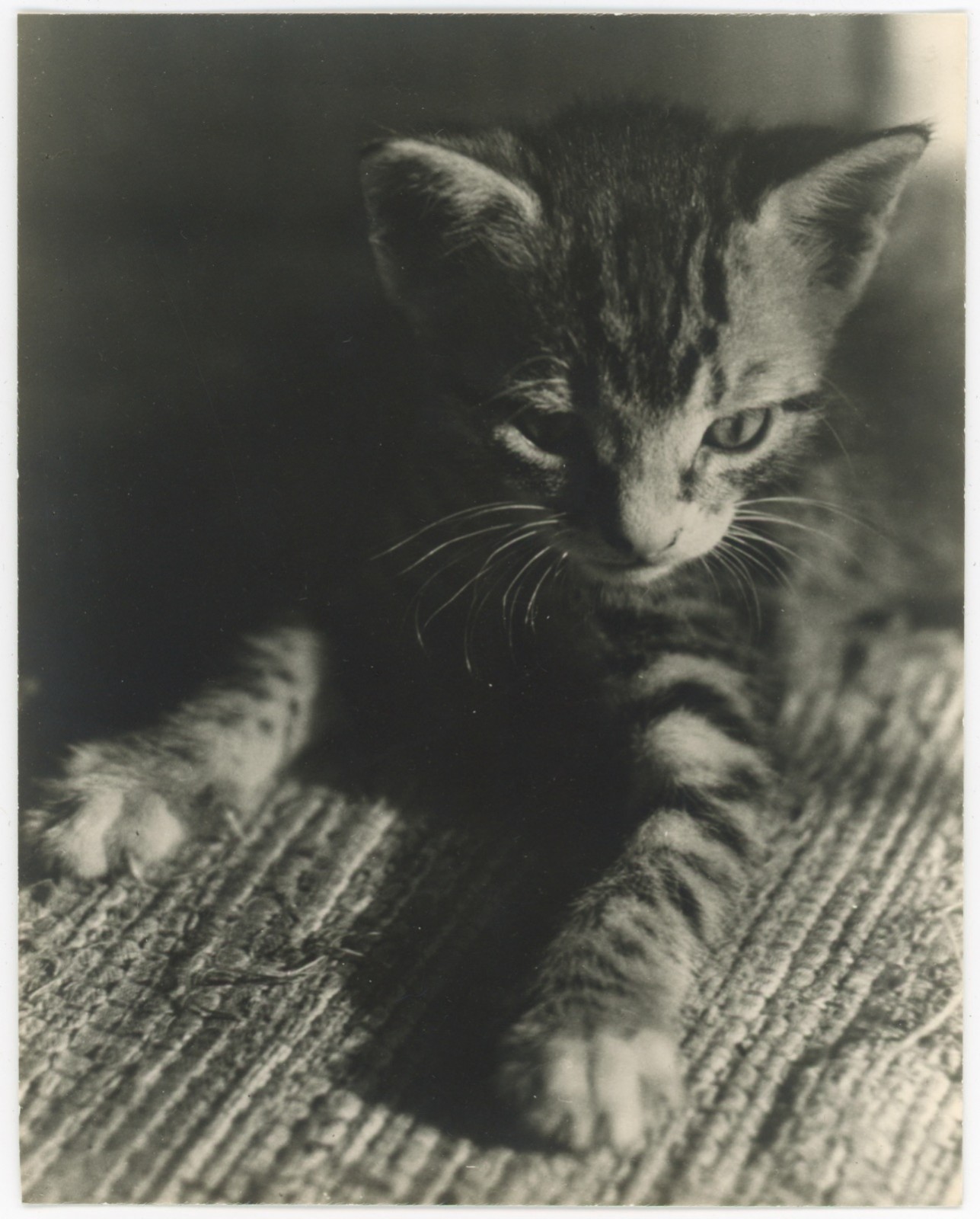 Edward Quigley Cat Photo Vintage Sam Tabby Kitten Pet 1930s Gelatin Silver