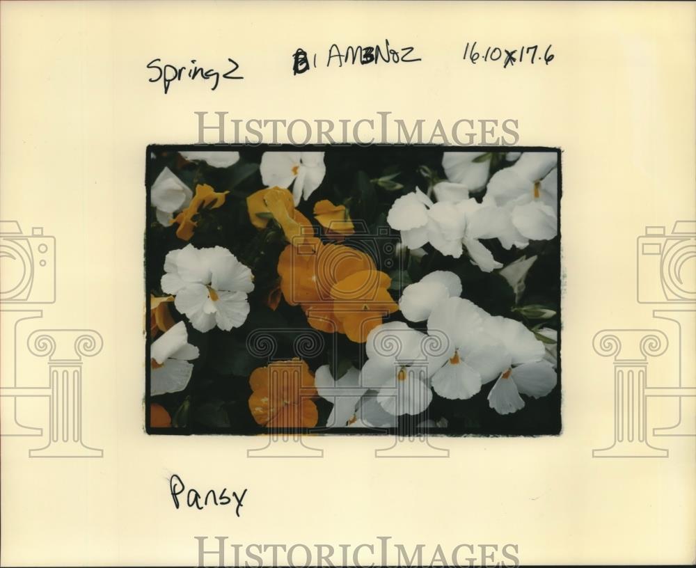 Press Photo Pansy flowering plant in full bloom - nob19385