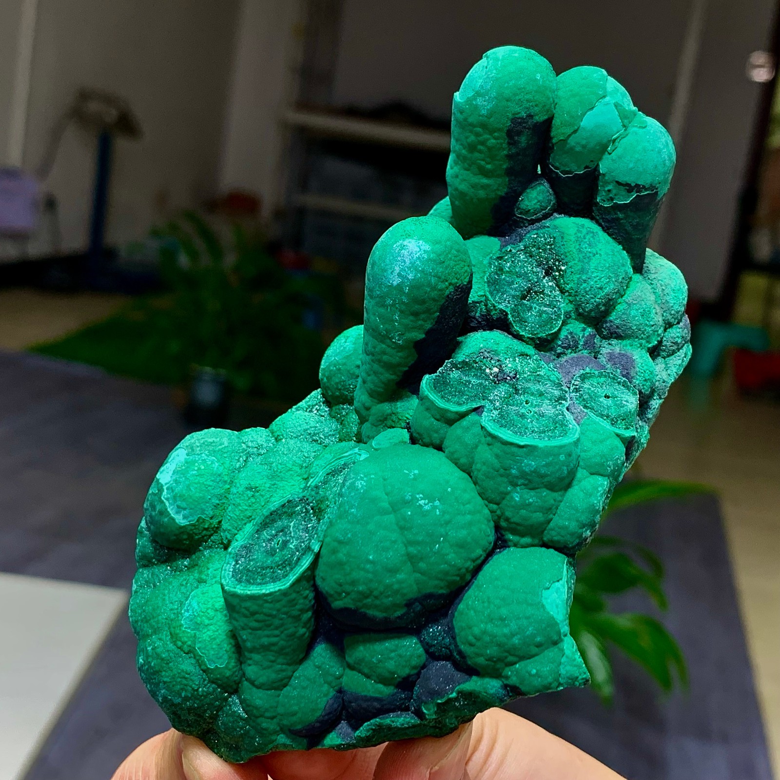 381G Natural VELVET Azurite/Malachite cat's eye specimen crystal mineral-Congo