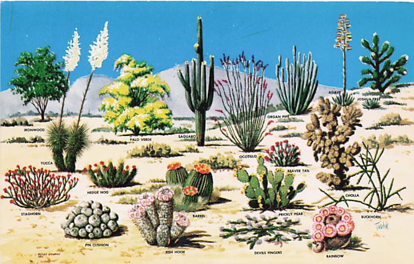 Postcard AZ: Cacti and Desert Flora of the Great Southwest, Arizona Postcard AZ: Cacti and Desert Flora of the Great Southwest, Arizona