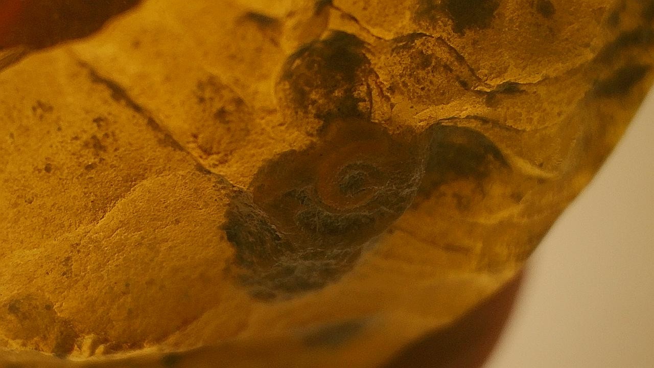 Very special snail shell inclusion burmese amber Very special snail shell inclusion burmese amber