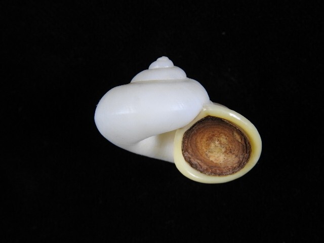 Land Snail Cyclophorus malayanus 33.5mm ID#8773
