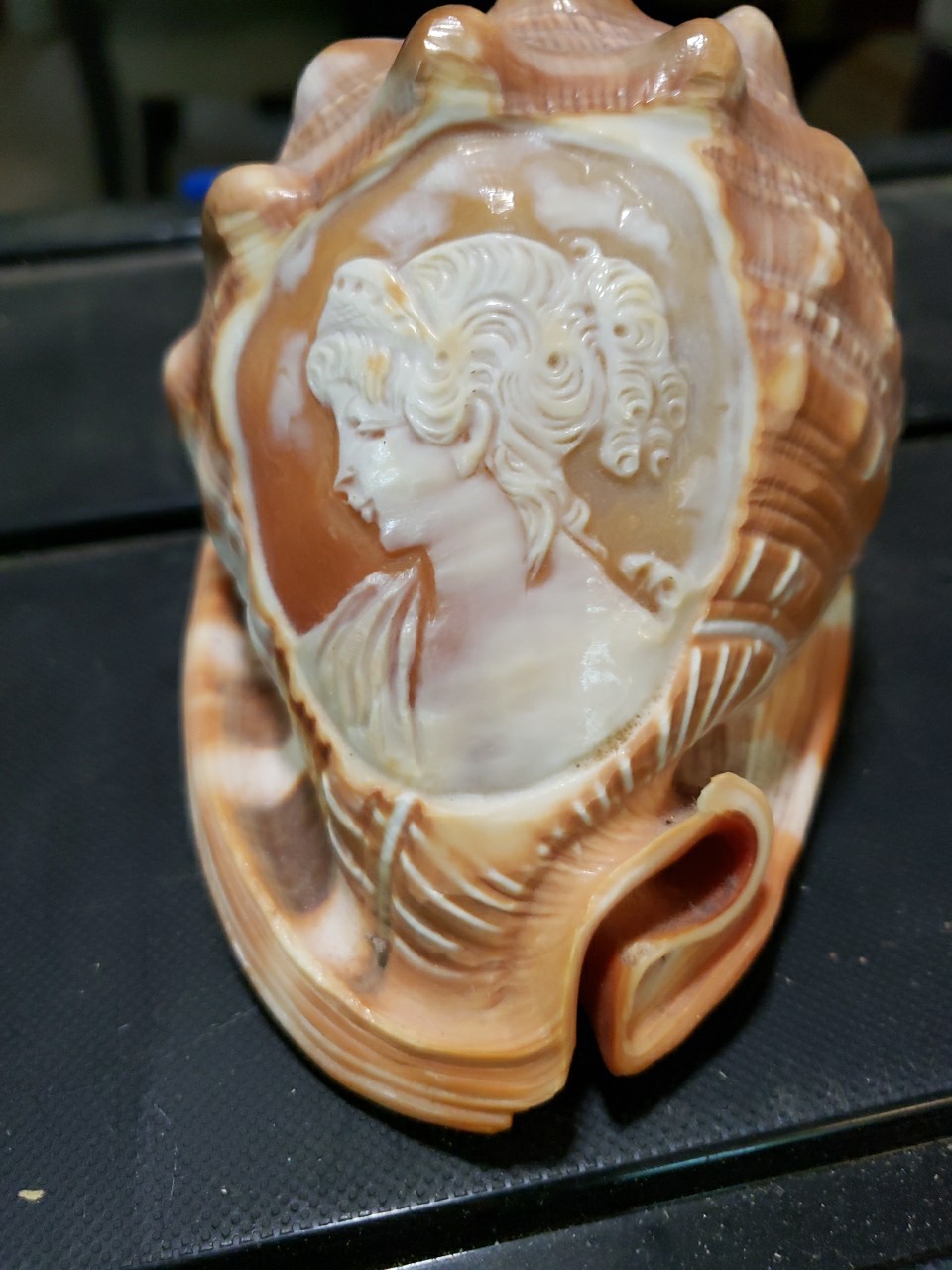  Vintage Italian Cypraecassis rufa (Red Helmet shell) With CAMEO carving 1940\'s 