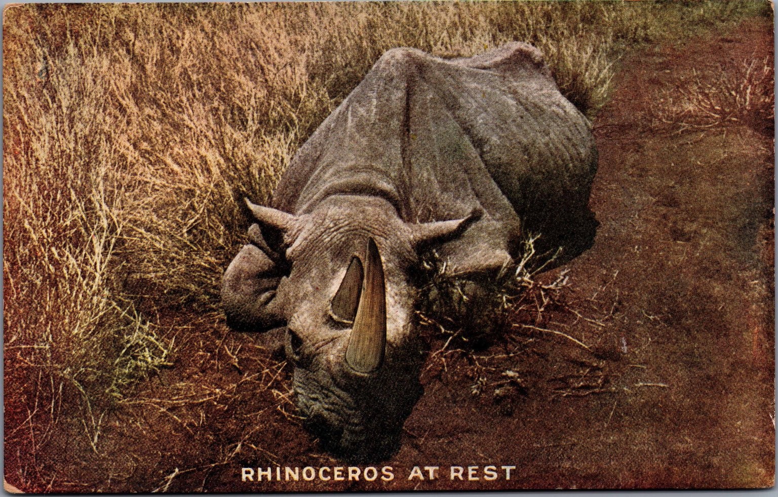 1909 Roosevelt Tour Rhinoceros at Rest Africa Postcard Arthur Capper 1909 Roosevelt Tour Rhinoceros at Rest Africa Postcard Arthur Capper