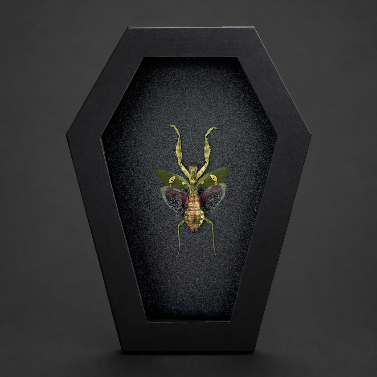 Real Flower Mantis Taxidermy Framed Insect Specimen Oddities Curio Cabinet Decor