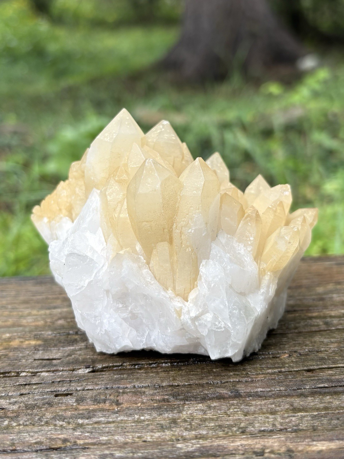 Natural Raw Quartz Cluster- Beautiful 3.8” Yellow White Quartz Crystal Points