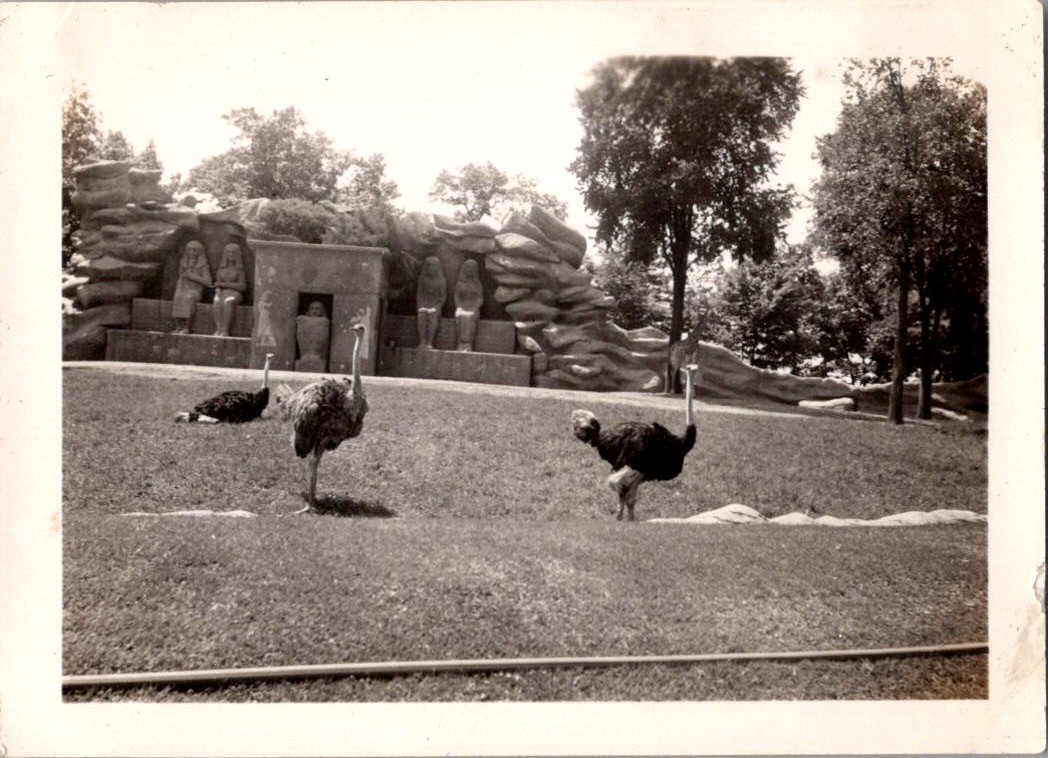 Vtg 1937 Photo Ostriches Detroit Zoo Egyptian Exhibit Black & White Original Vtg 1937 Photo Ostriches Detroit Zoo Egyptian Exhibit Black & White Original
