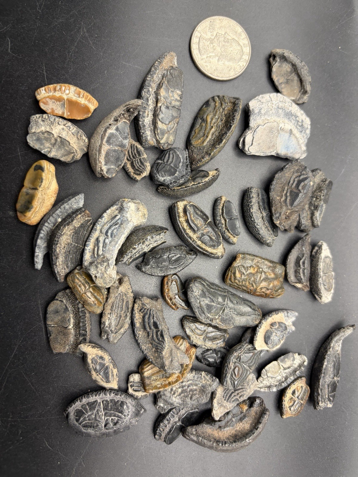 HUGE FOSSIL PUFFER FISH & BURR FISH MOUTHPLATE FOSSIL COLLECTION FL