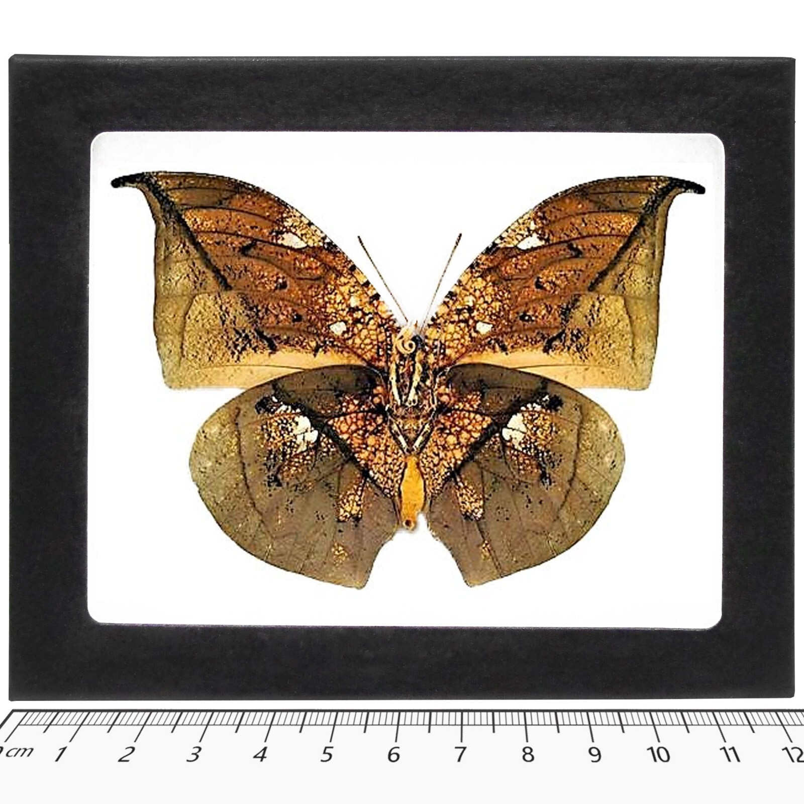Anaea archidona gold leaf mimic butterfly Peru FRAMED