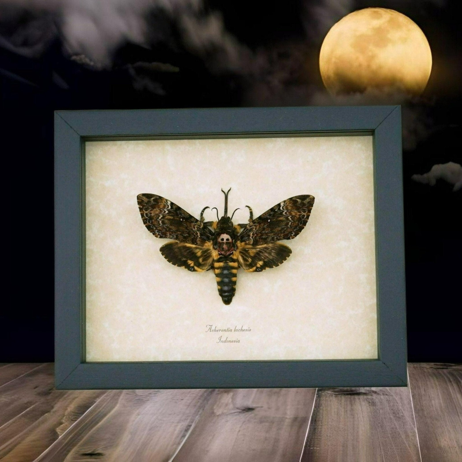 Death Head Moth Gothic Creepy Eyes Acherontia lachesis female XL Framed