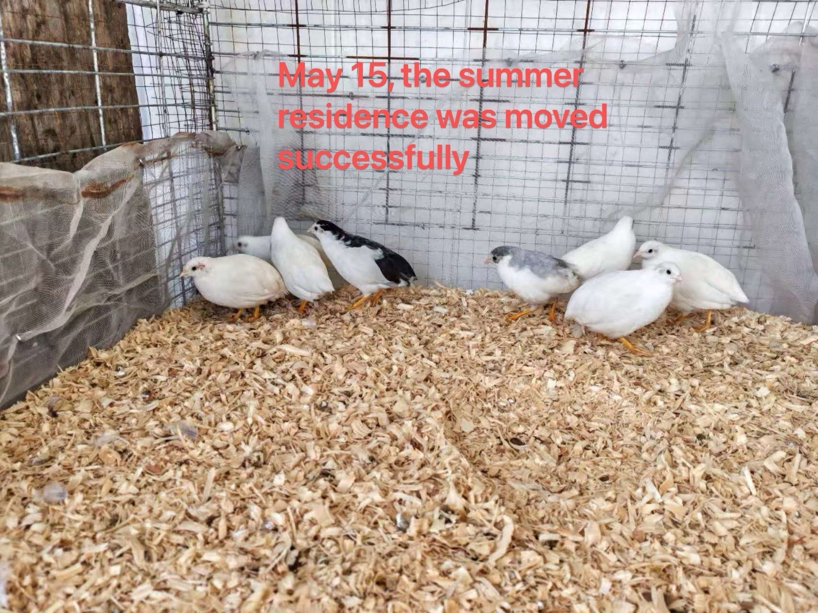 10+White, Gray Button Quail Hatching Eggs，High hatching rate！free shipping
