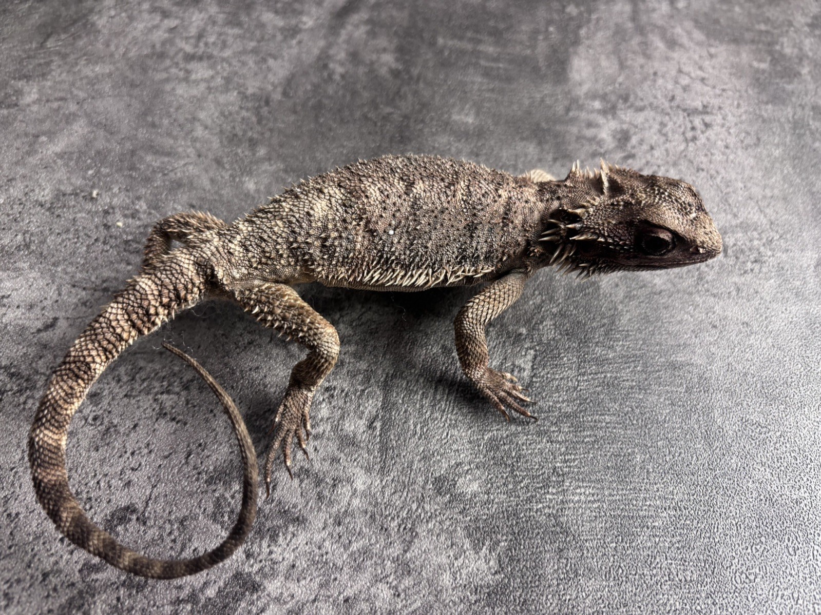 Pogona vitticeps Pine lizard taxidermy Real skin mount Pogona vitticeps Pine lizard taxidermy Real skin mount