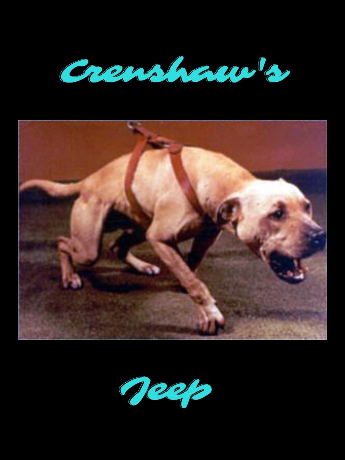 Crenshaw Jeep American Pit Bull Terrier Picture Read Description Crenshaw Jeep American Pit Bull Terrier Picture Read Description