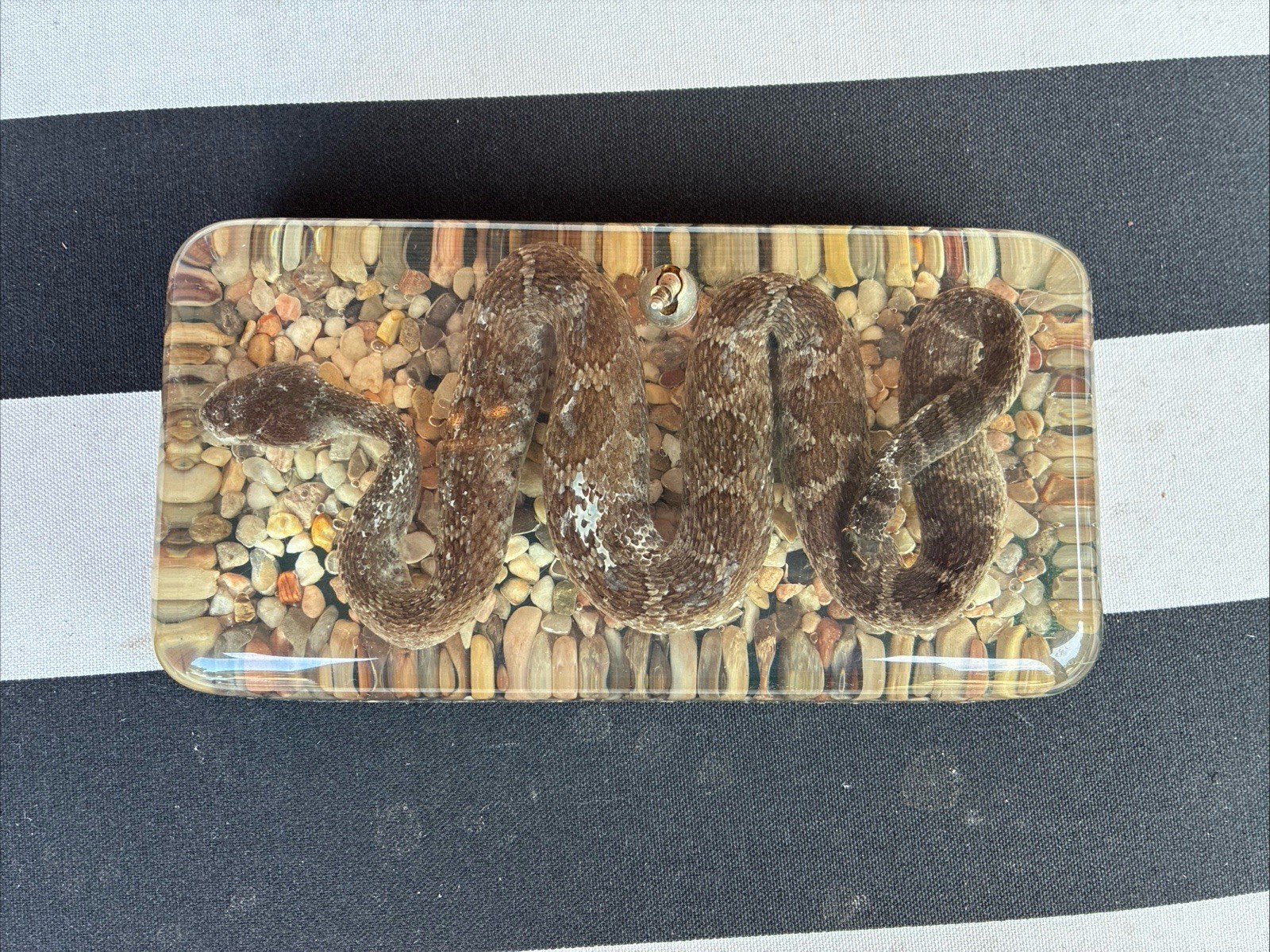 Vintage Diamond Back Rattler Taxidermy Paperweight Vintage Diamond Back Rattler Taxidermy Paperweight