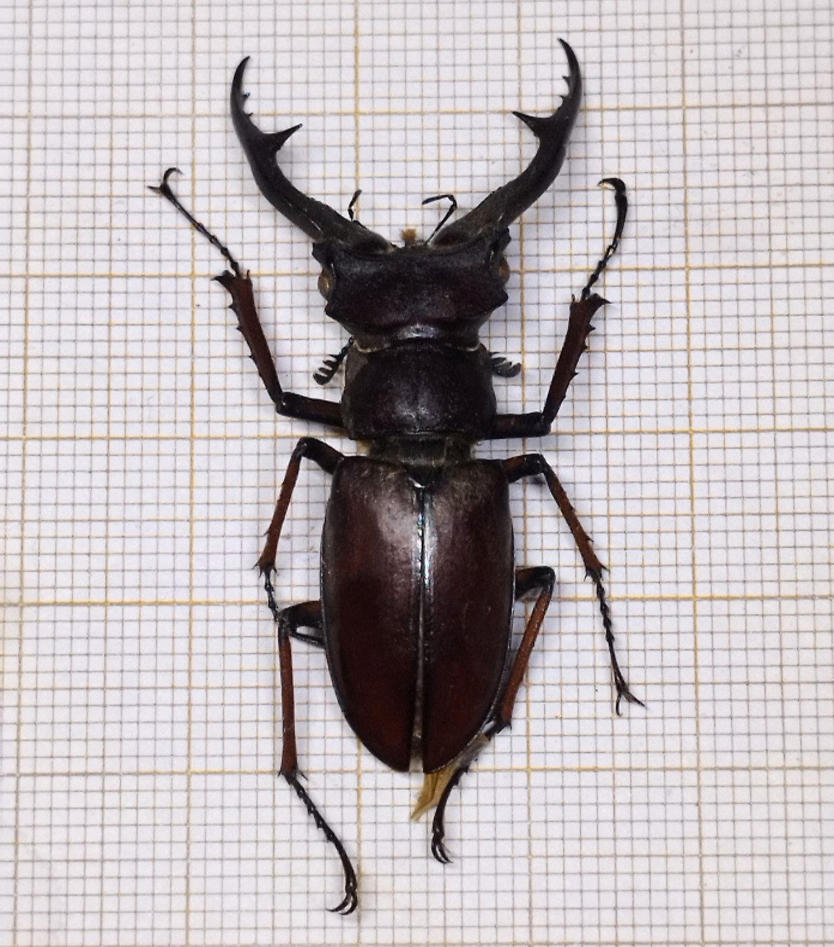 Rare LuCANIDAE Lucanus gradivus - VIETNAM - A1 Male 44.5 mm from Ha Giang