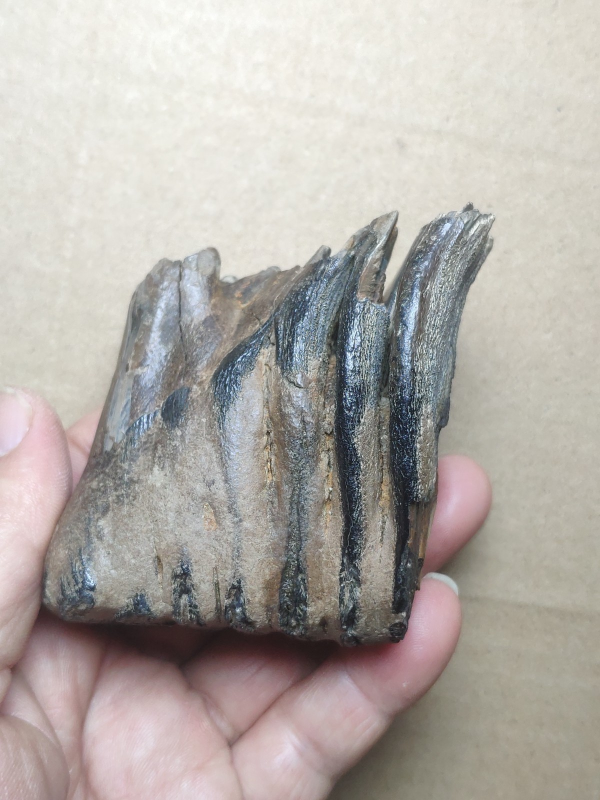 230g Beautiful Ice Age tooth collection
