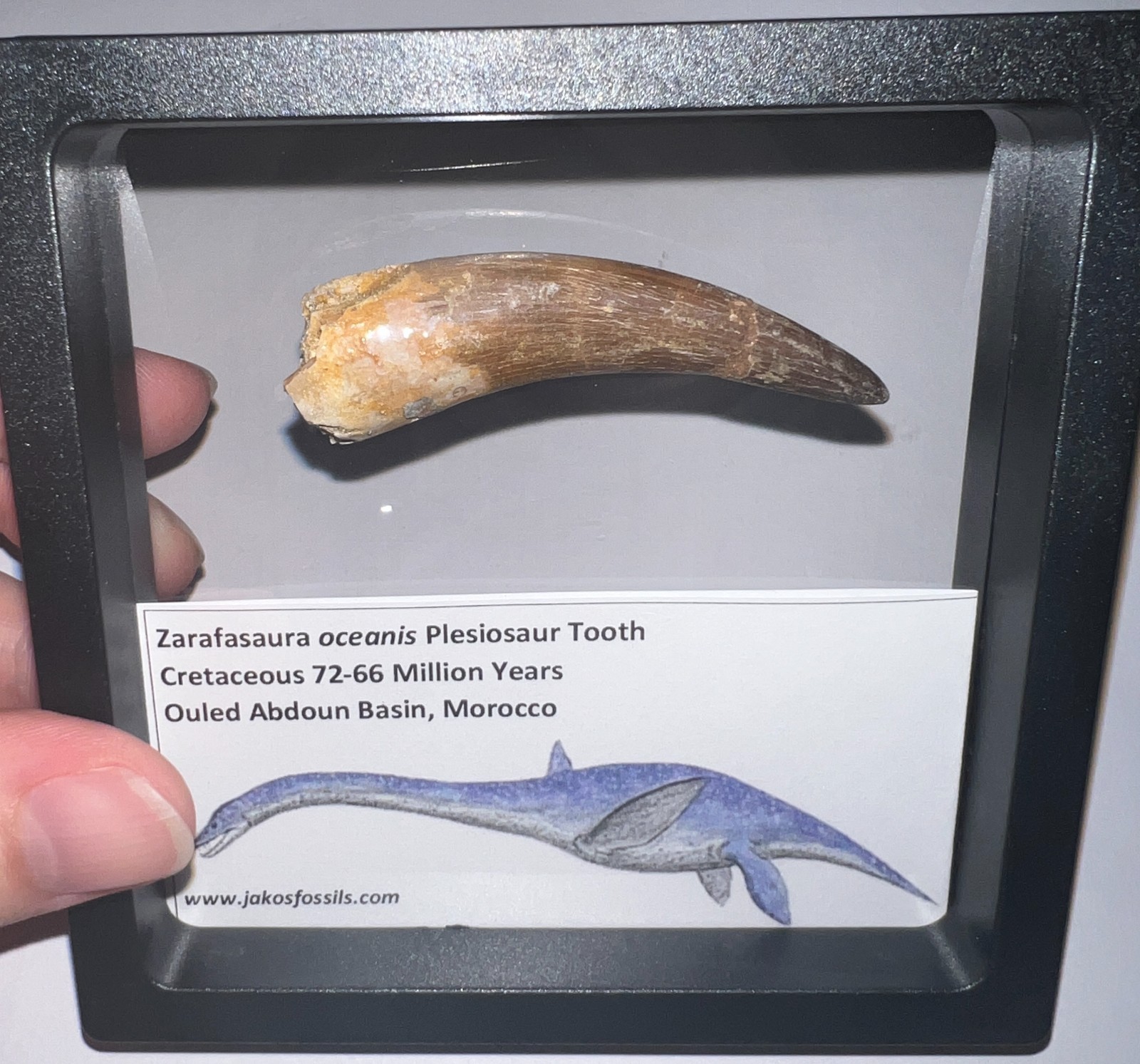 Framed Dinosaur Era PLESIOSAUR Fossil Tooth Lot 2.2 to 2.5 INCHES One per Order