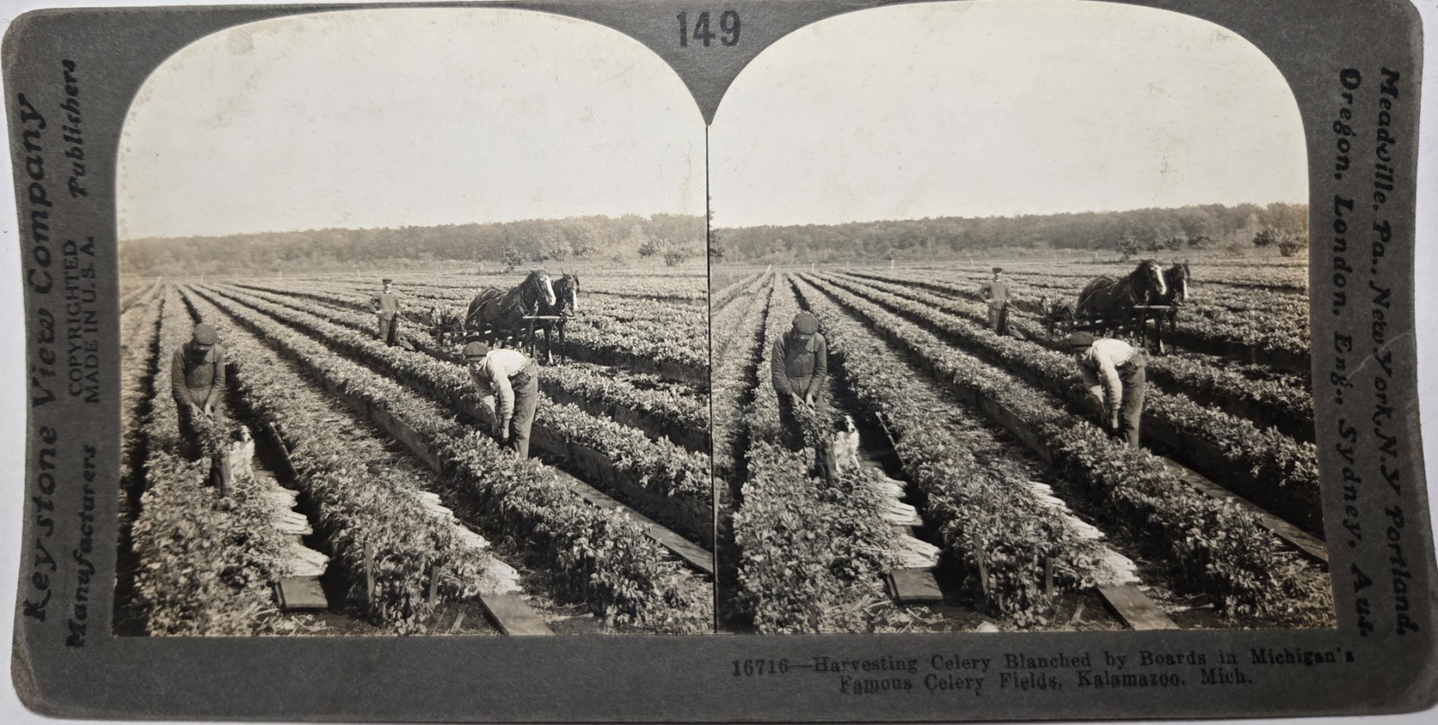 KALAMAZOO MICHIGAN Celery Harvest Keystone Stereoview Sepia Photograph c 1900