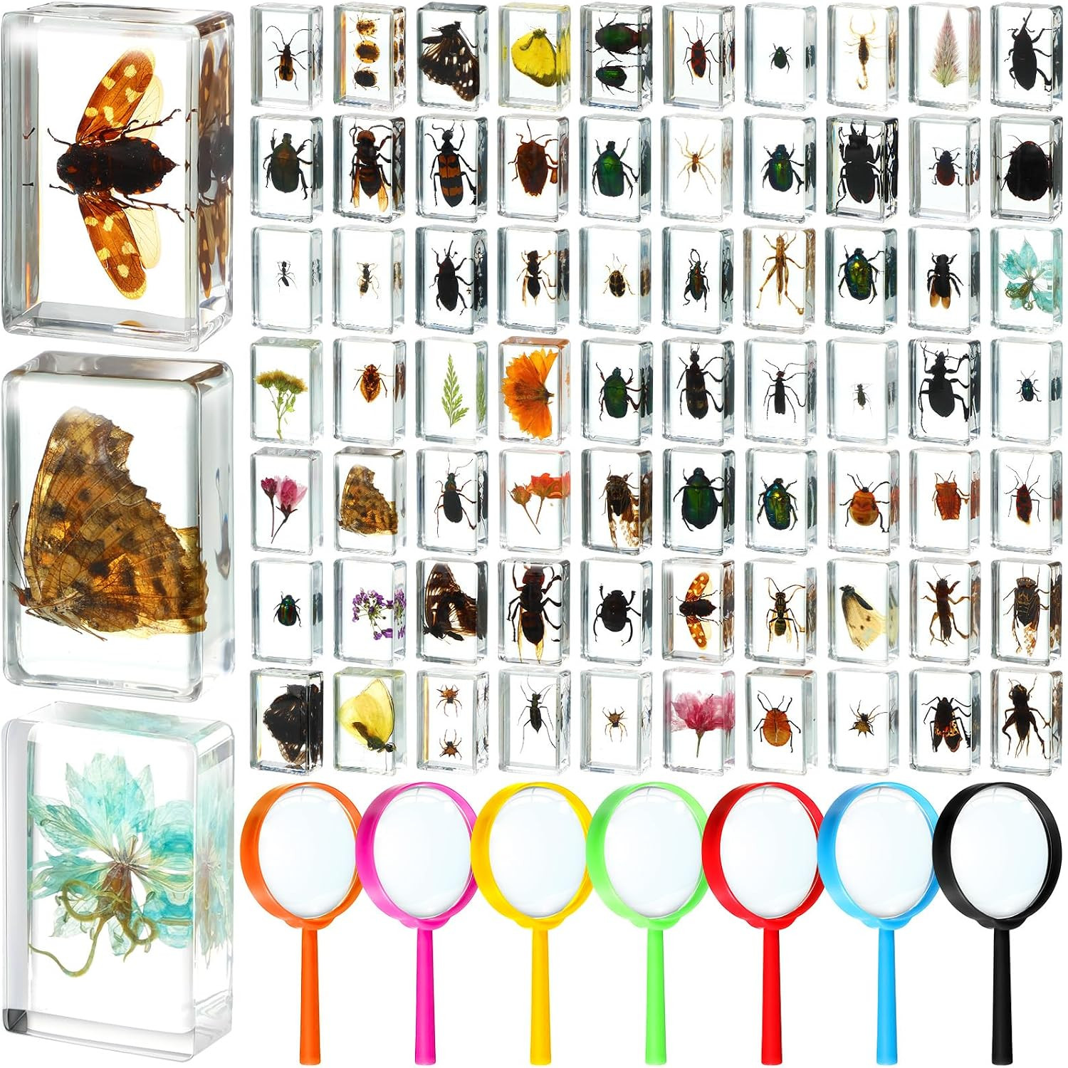 70 Pcs Insect in Resin Specimen with 7 Magnifying Glass Various Bugs Collection 70 Pcs Insect in Resin Specimen with 7 Magnifying Glass Various Bugs Collection