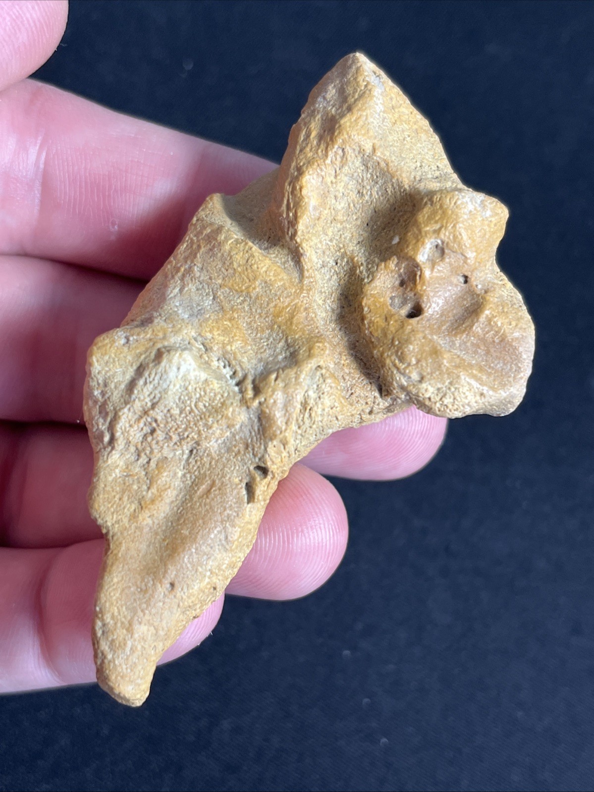 Huge Rare Size Fossilized Cetacean Ear Bone From South Carolina Marine Mammal Huge Rare Size Fossilized Cetacean Ear Bone From South Carolina Marine Mammal