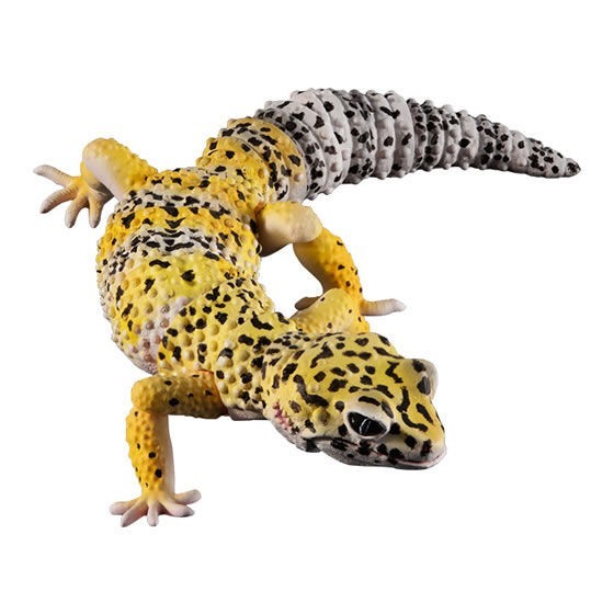 Bandai Gashapon Leopard Gecko Action Figure ADVANCE High Yellow 165mm 2021