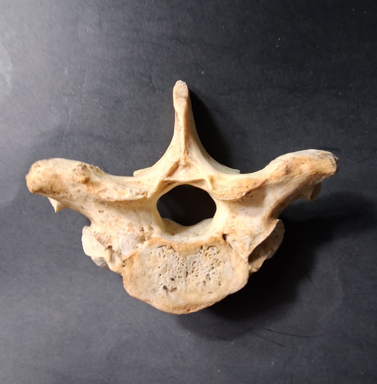Giant Ground Sloth Vertebra Subfossil Complete Pleistocene Ice Age Megafauna